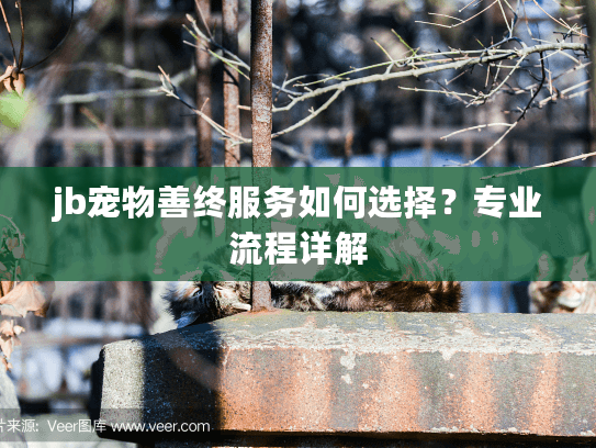 jb宠物善终服务如何选择？专业流程详解