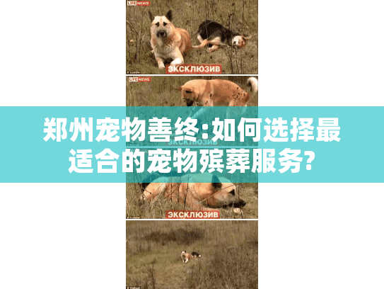 郑州宠物善终:如何选择最适合的宠物殡葬服务?