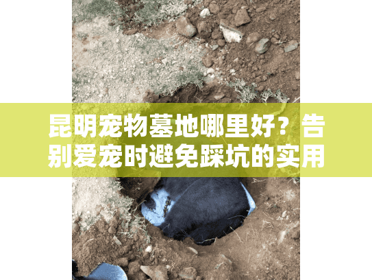 昆明宠物墓地哪里好？告别爱宠时避免踩坑的实用攻略