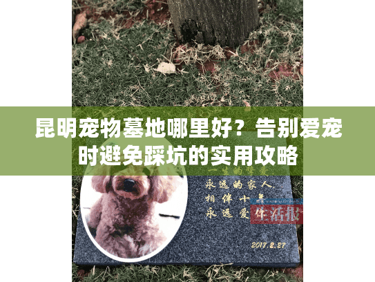 昆明宠物墓地哪里好？告别爱宠时避免踩坑的实用攻略