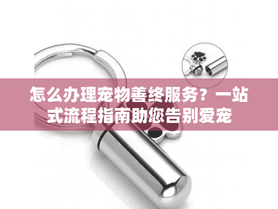 怎么办理宠物善终服务？一站式流程指南助您告别爱宠