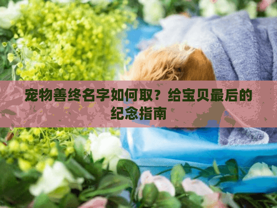 宠物善终名字如何取？给宝贝最后的纪念指南