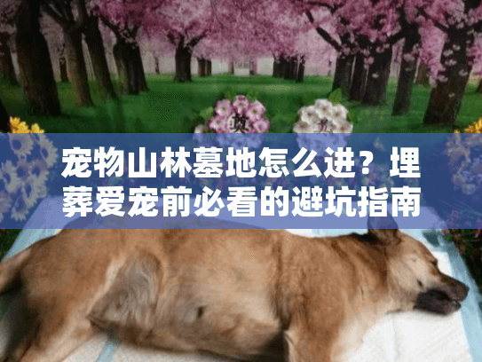 宠物山林墓地怎么进？埋葬爱宠前必看的避坑指南