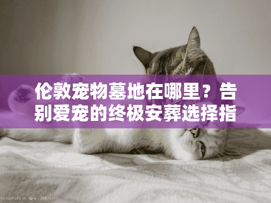 伦敦宠物墓地在哪里?告别爱宠的终极安葬选择指南 伦敦宠物墓地在哪里?告别爱宠的终极安葬选择指南