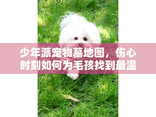 少年派宠物墓地图，伤心时刻如何为毛孩找到最温暖告别？