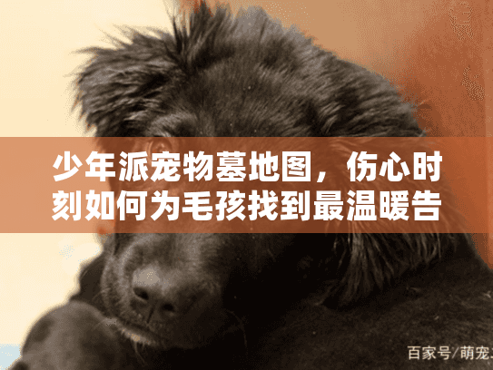 少年派宠物墓地图，伤心时刻如何为毛孩找到最温暖告别？