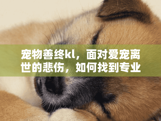 宠物善终kl，面对爱宠离世的悲伤，如何找到专业告别服务？