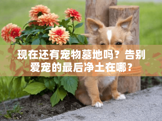 现在还有宠物墓地吗？告别爱宠的最后净土在哪？