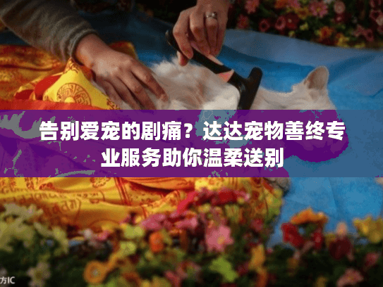 告别爱宠的剧痛？达达宠物善终专业服务助你温柔送别