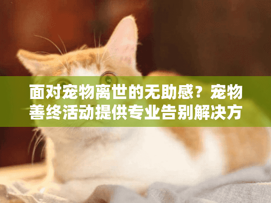 面对宠物离世的无助感？宠物善终活动提供专业告别解决方案
