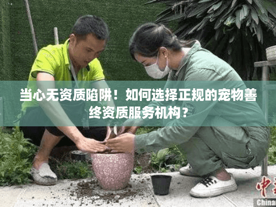 当心无资质陷阱！如何选择正规的宠物善终资质服务机构？
