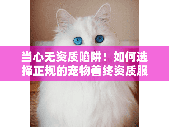 当心无资质陷阱！如何选择正规的宠物善终资质服务机构？