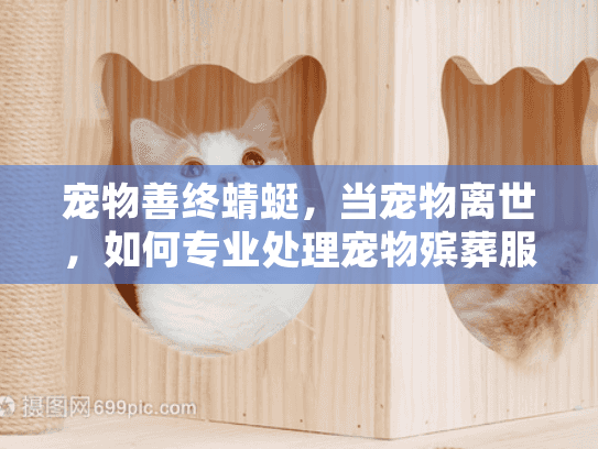 宠物善终蜻蜓，当宠物离世，如何专业处理宠物殡葬服务？