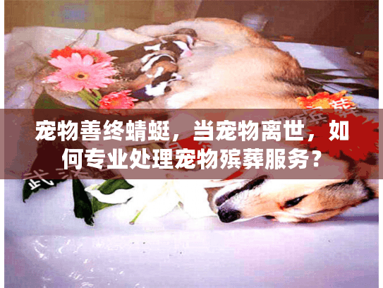 宠物善终蜻蜓，当宠物离世，如何专业处理宠物殡葬服务？