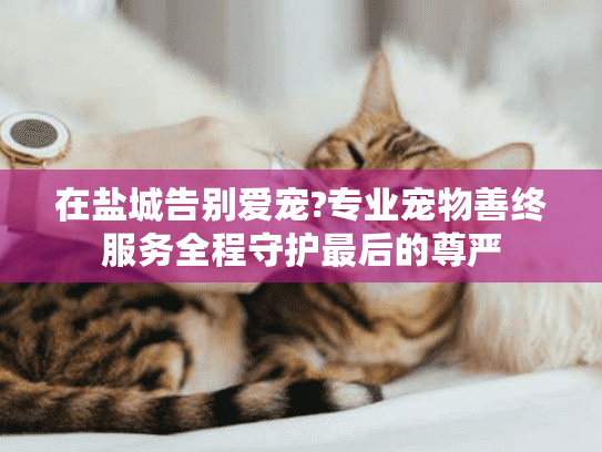 在盐城告别爱宠?专业宠物善终服务全程守护最后的尊严