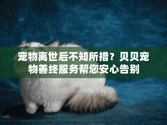 宠物离世后不知所措？贝贝宠物善终服务帮您安心告别