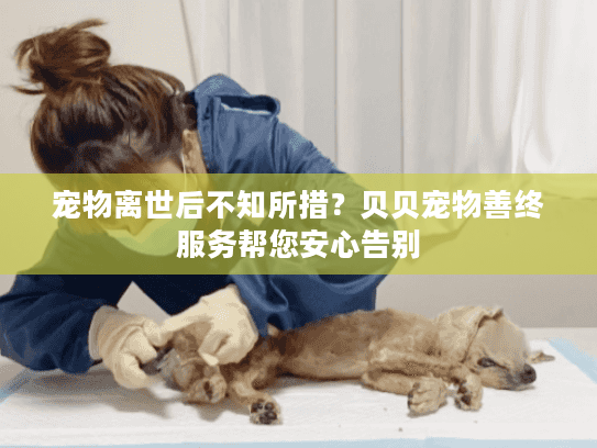宠物离世后不知所措？贝贝宠物善终服务帮您安心告别
