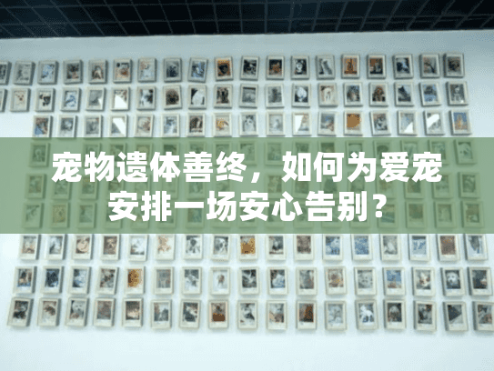 宠物遗体善终，如何为爱宠安排一场安心告别？