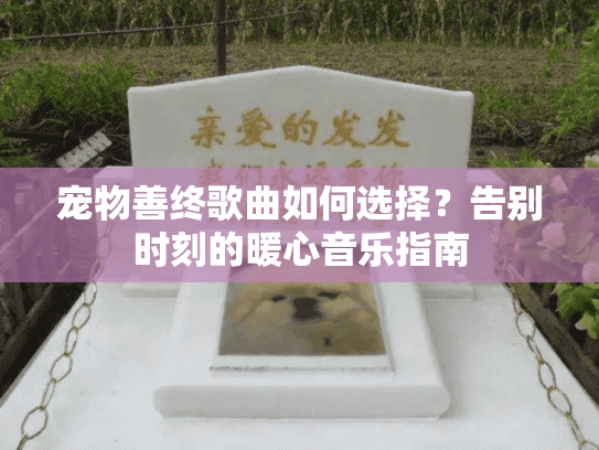 宠物善终歌曲如何选择？告别时刻的暖心音乐指南