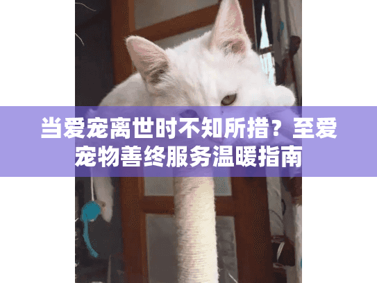 当爱宠离世时不知所措？至爱宠物善终服务温暖指南