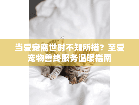 当爱宠离世时不知所措？至爱宠物善终服务温暖指南