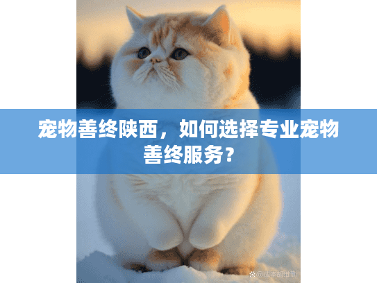 宠物善终陕西，如何选择专业宠物善终服务？