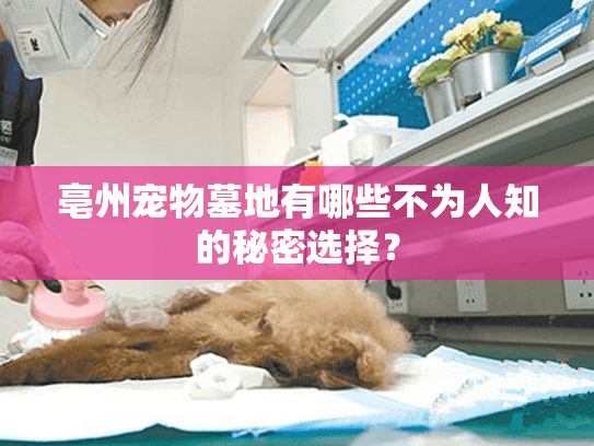 亳州宠物墓地有哪些不为人知的秘密选择？