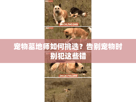 宠物墓地师如何挑选？告别宠物时别犯这些错