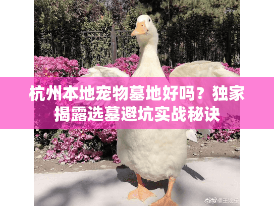 杭州本地宠物墓地好吗？独家揭露选墓避坑实战秘诀