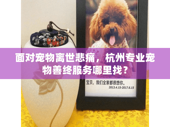 面对宠物离世悲痛，杭州专业宠物善终服务哪里找？