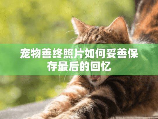 宠物善终照片如何妥善保存最后的回忆