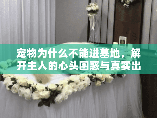 宠物为什么不能进墓地，解开主人的心头困惑与真实出路