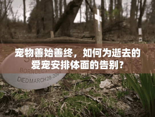 宠物善始善终，如何为逝去的爱宠安排体面的告别？