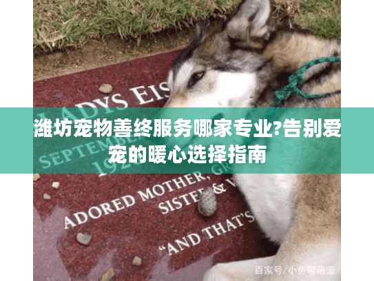潍坊宠物善终服务哪家专业?告别爱宠的暖心选择指南