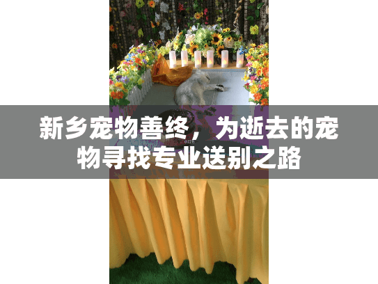 新乡宠物善终，为逝去的宠物寻找专业送别之路