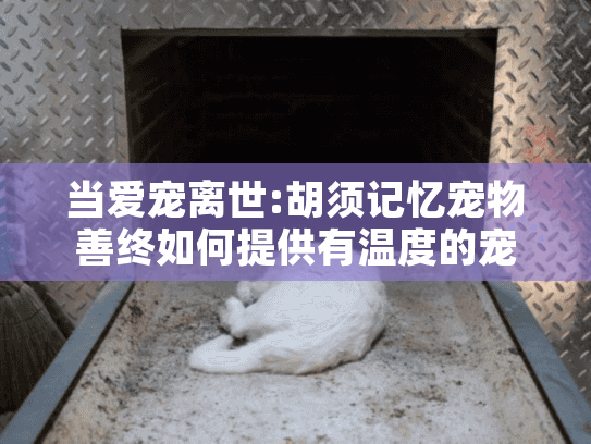 当爱宠离世:胡须记忆宠物善终如何提供有温度的宠物殡葬服务?