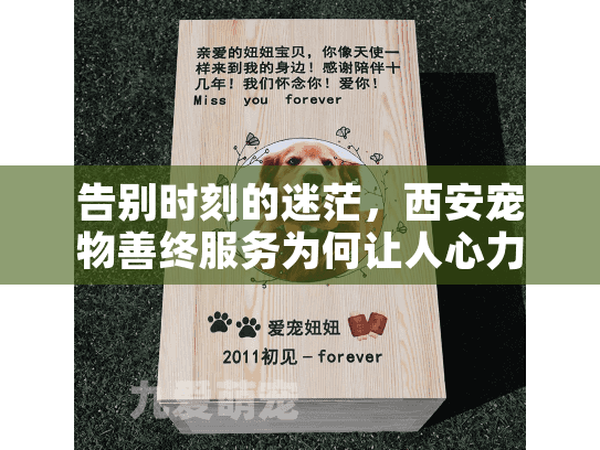 告别时刻的迷茫，西安宠物善终服务为何让人心力交瘁？
