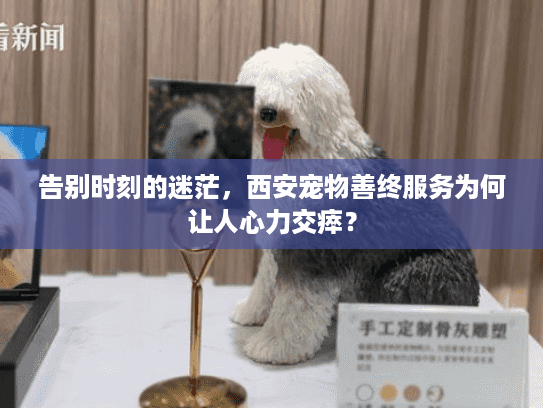 告别时刻的迷茫，西安宠物善终服务为何让人心力交瘁？
