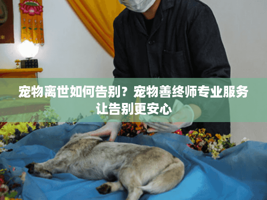 宠物离世如何告别？宠物善终师专业服务让告别更安心