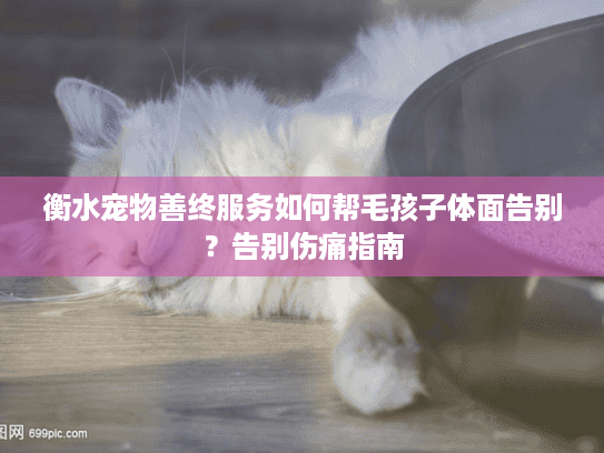 衡水宠物善终服务如何帮毛孩子体面告别？告别伤痛指南