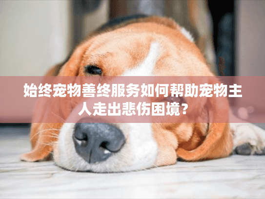 始终宠物善终服务如何帮助宠物主人走出悲伤困境？