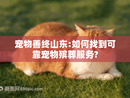 宠物善终山东:如何找到可靠宠物殡葬服务?