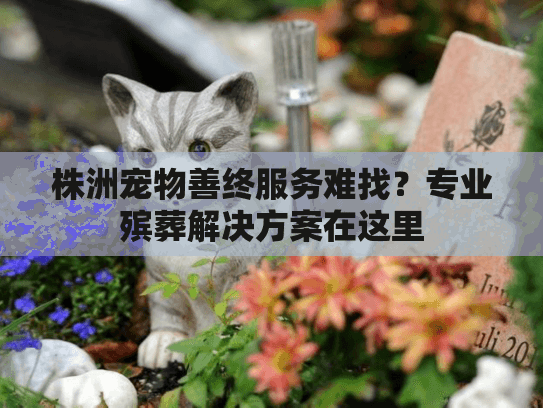 株洲宠物善终服务难找？专业殡葬解决方案在这里