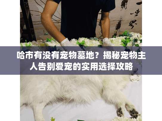 哈市有没有宠物墓地?揭秘宠物主人告别爱宠的实用选择攻略 哈市有没有宠物墓地?揭秘宠物主人告别爱宠的实用选择攻略