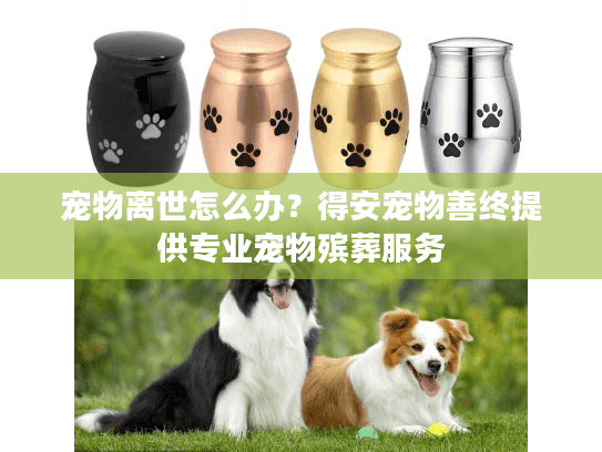 宠物离世怎么办？得安宠物善终提供专业宠物殡葬服务