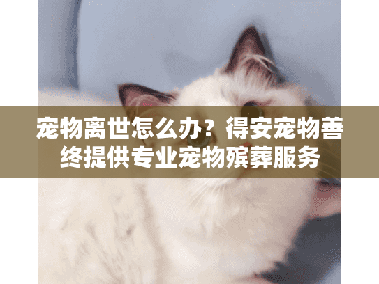 宠物离世怎么办？得安宠物善终提供专业宠物殡葬服务