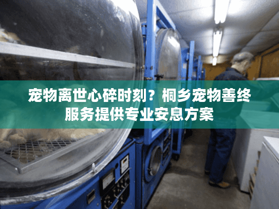宠物离世心碎时刻？桐乡宠物善终服务提供专业安息方案