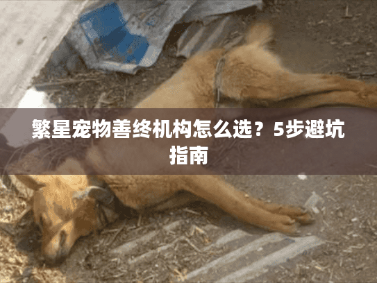 繁星宠物善终机构怎么选？5步避坑指南