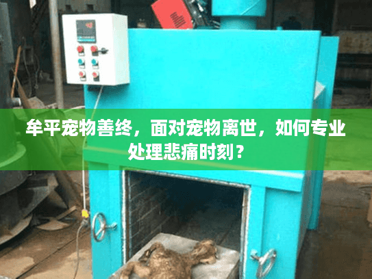 牟平宠物善终，面对宠物离世，如何专业处理悲痛时刻？