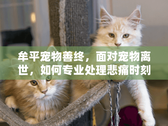 牟平宠物善终，面对宠物离世，如何专业处理悲痛时刻？